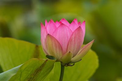 Lotus Blossom 4 (2005)