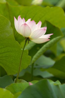 Lotus Blossom 5 (2005)