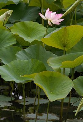 Lotus Blossom 6 (2005)