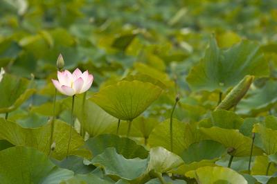 Lotus Blossom 7 (2005)