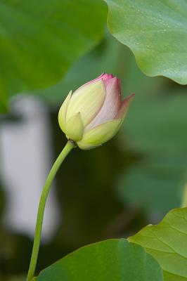 Lotus Blossom 12 (2005)