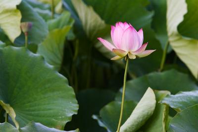 Lotus Blossom 13 (2005)