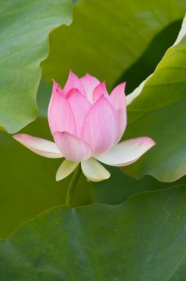 Lotus Blossom 14 (2005)