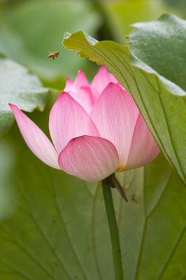 Lotus Blossom 15 (2005)