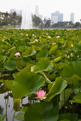 Lotus Blossom 16 (2005)