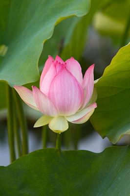Lotus Blossom 11 (2005)