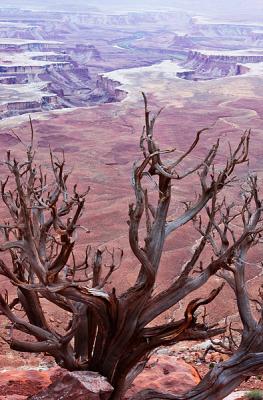 Dead Tree, Green River Overlook, Dead Horse Point State Park