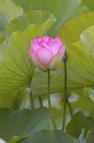 Lotus Blossom 1 (2005)