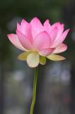 Lotus Blossom 3 (2005)