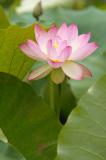 Lotus Blossom 8 (2005)