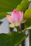 Lotus Blossom 10 (2005)