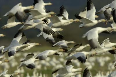 Skagit Tulip festival and Snow Geese 069w.jpg