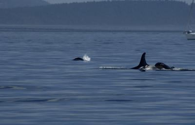  2005-07-14_001 Orcas.jpg