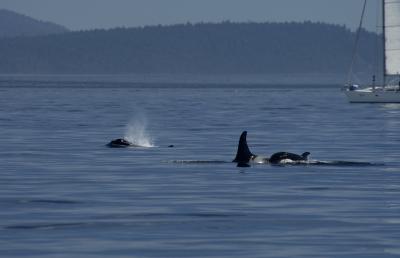  2005-07-14_002 Orcas.jpg