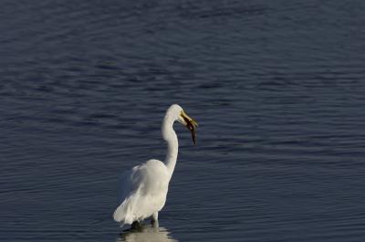 _DSC7485fs036 Bolsa Chica for web.jpg