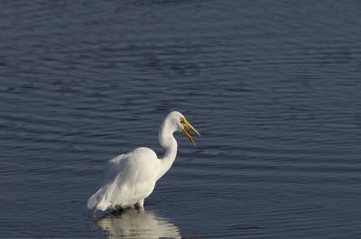 _DSC7486fs037 Bolsa Chica for web.jpg