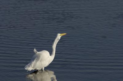 _DSC7487fs038 Bolsa Chica for web.jpg