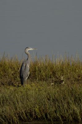 _DSC7566fs048 Bolsa Chica for web.jpg