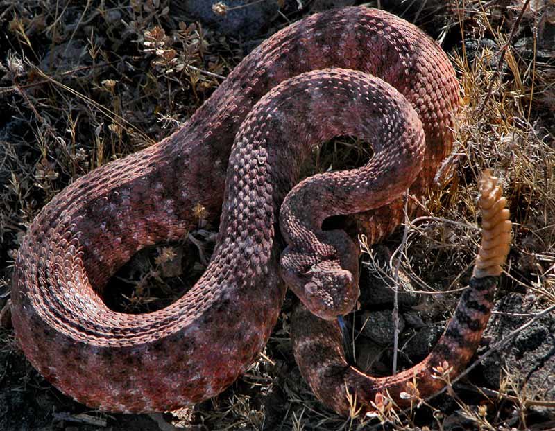 Rattlesnake warning