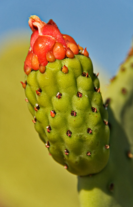 Prickly Pear Cactus bud