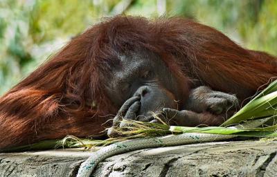 Orangutan napping