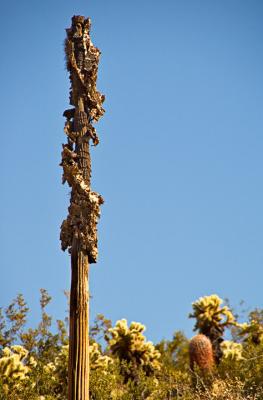 Saguaro remains