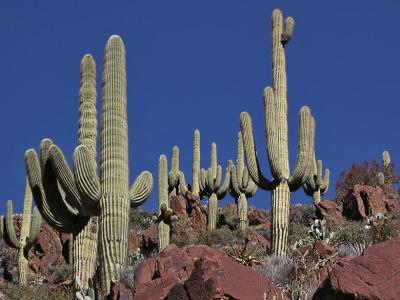 Saguaro gathering
