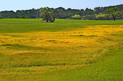 Field of yellow
