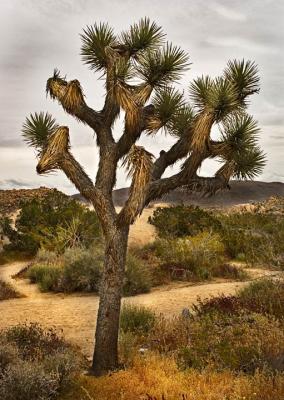 Joshua Tree