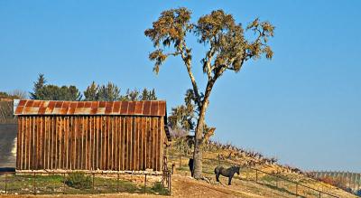 Horse, barn, and vines