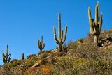 Five saguaros