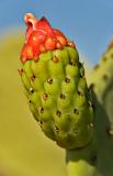 Prickly Pear Cactus bud