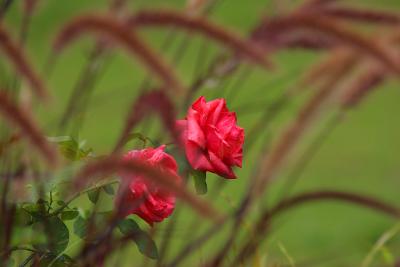 IMG_1888.JPG