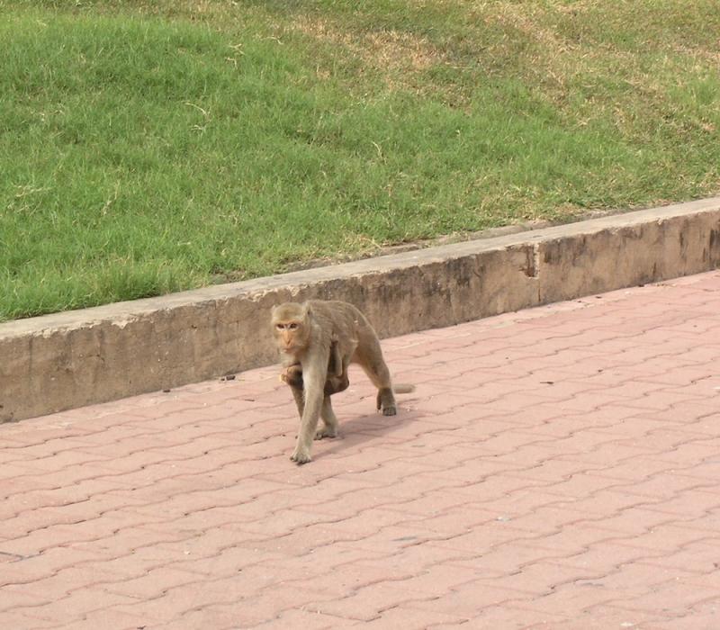 Lop Buri Monkey & Baby