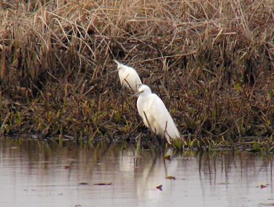Snowy and Great Egret