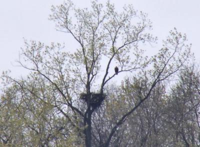 Bald Eagle and nest
