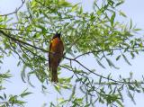 Baltimore Oriole