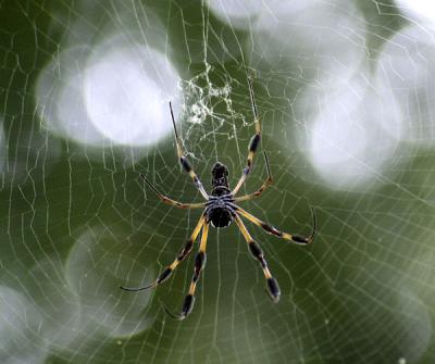 v3/02/346402/3/49519065.spiderb2.jpg