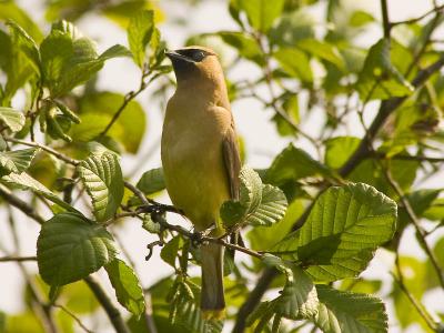 v3/02/346402/3/49616190.waxwingp.jpg