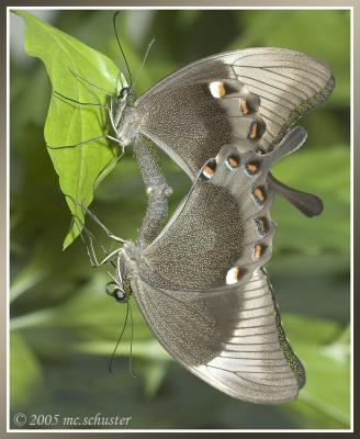 Siamese-butterflys big.jpg