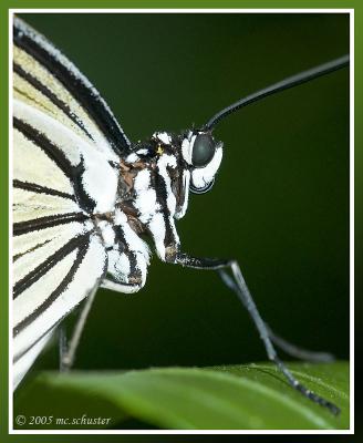 butterfly 3.jpg