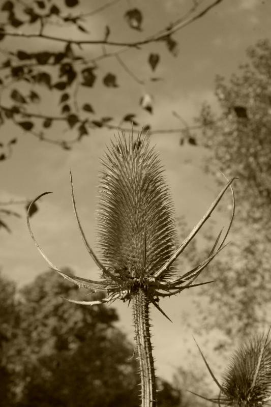 Prickly 2s.jpg
