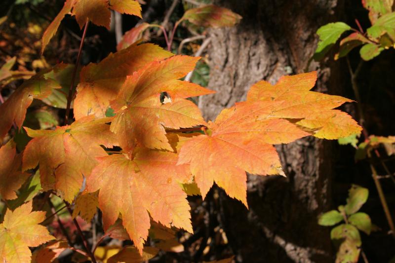 Fall leaves.JPG