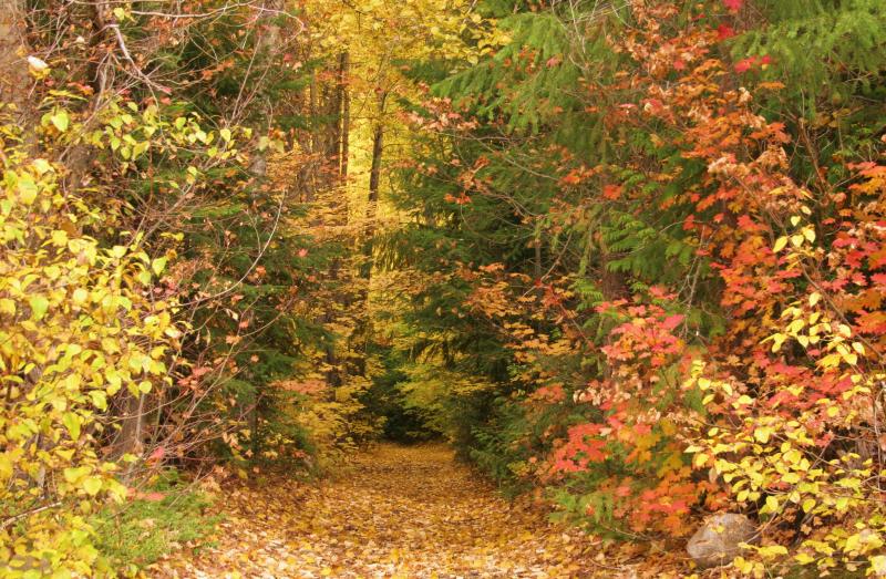 Fall walk 1.JPG