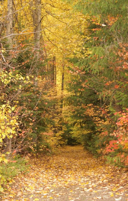 Fall walk 2.JPG
