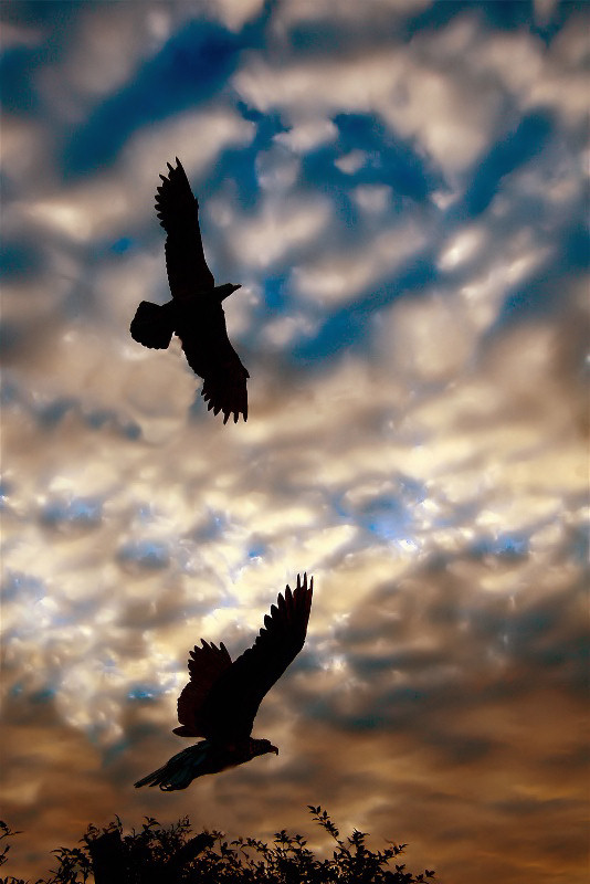 birds of prey