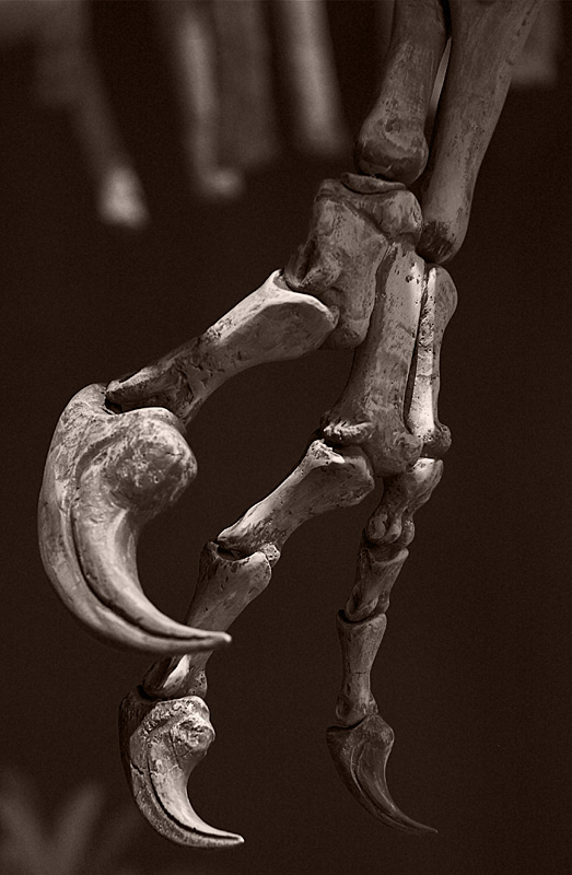 Claw