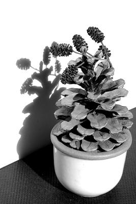Shadow on white wall