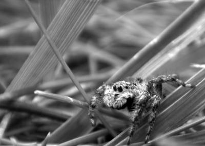 Itsy Bitsy Spider