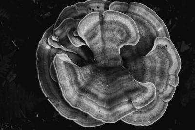 Mushroom